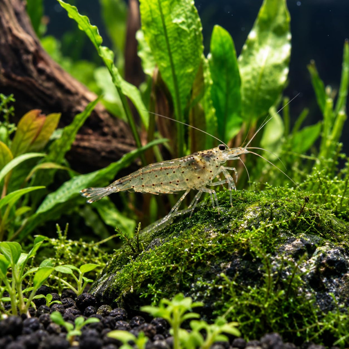 10 Freshwater Aquarium Shrimp Live H2366