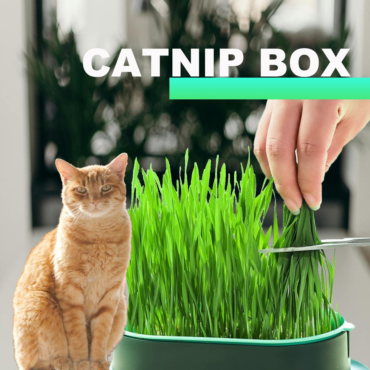 3Pcs Plastic Cat Grass Planter Hydroponic Growing Kit B650469