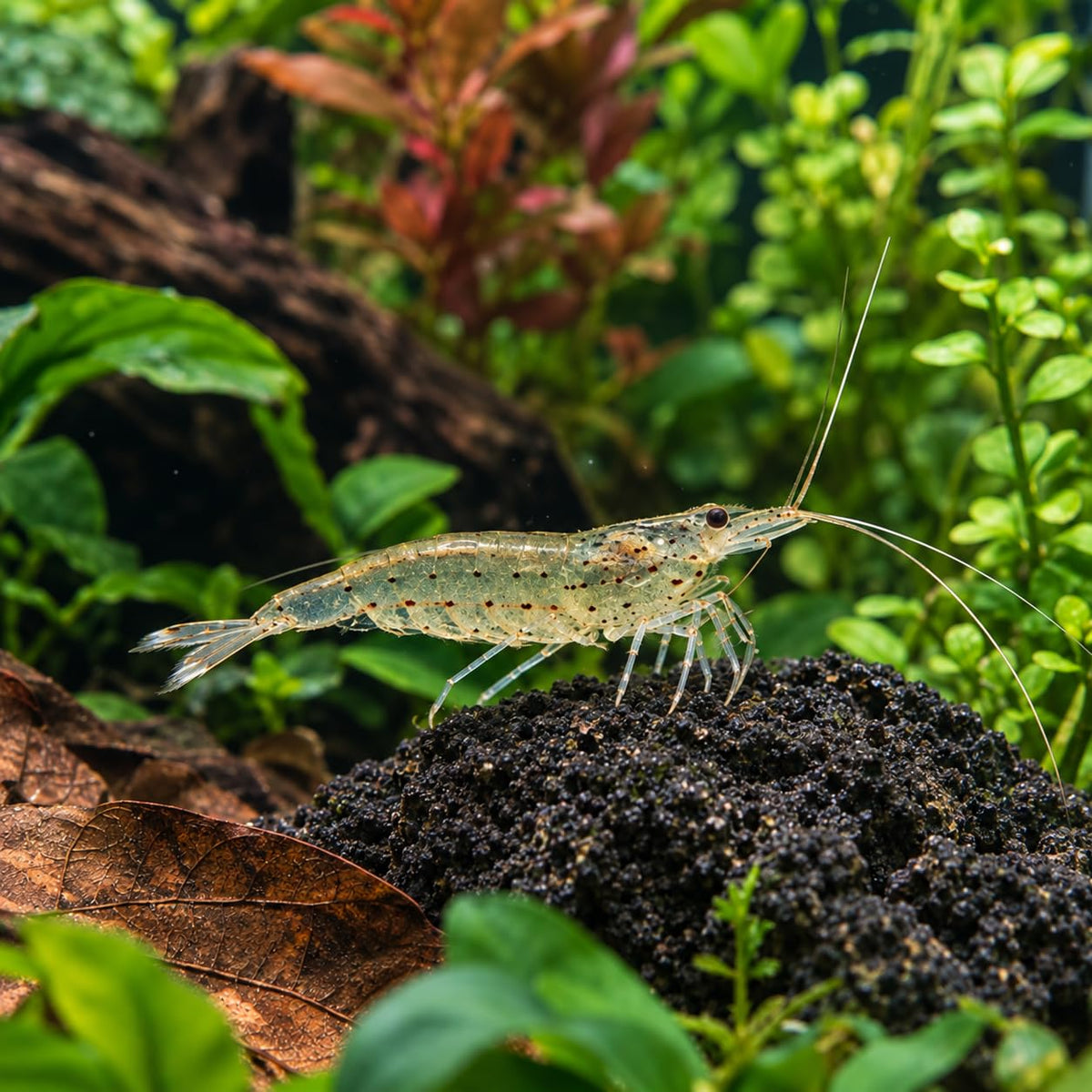 10 Freshwater Aquarium Shrimp Live H2366