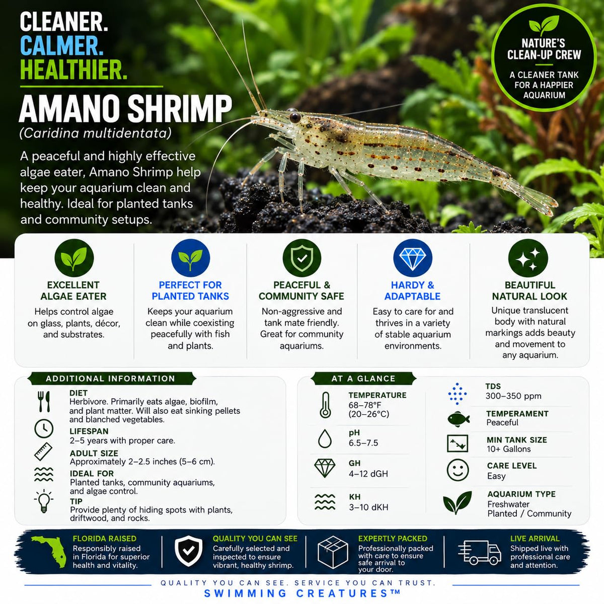 10 Freshwater Aquarium Shrimp Live H2366