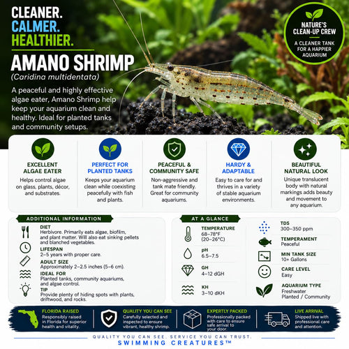 10 Freshwater Aquarium Shrimp Live H2366