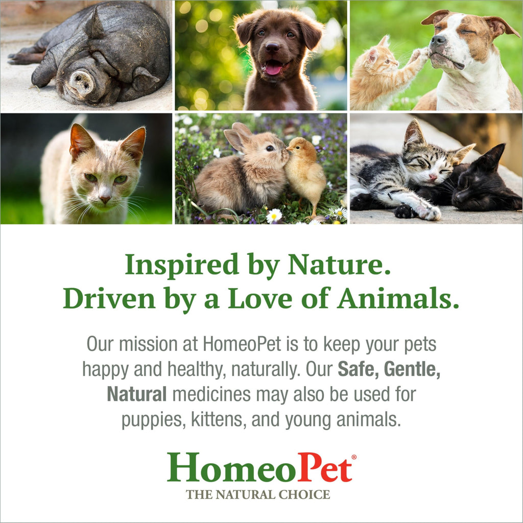 Feline Skin and Itch Supplement 15 Milliliters J335962